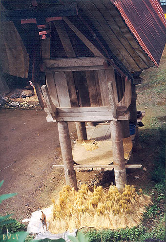 bottes de riz sechant devant un grenier toraja Indonesie